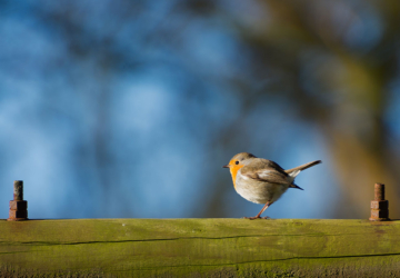 Este passeio leva-o a conhecer algumas espécies de aves a viver na Arrábida