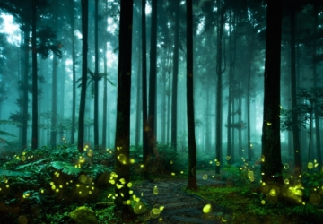 A caminhada noturna pela Arrábida sob a luz das estrelas e dos pirilampos