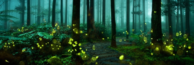 A caminhada noturna pela Arrábida sob a luz das estrelas e dos pirilampos